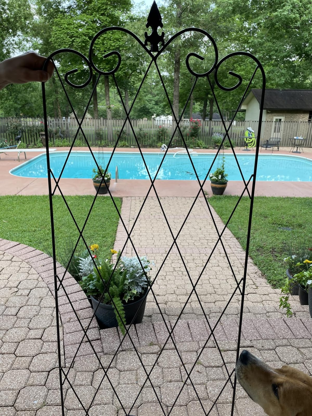 Amagabeli Garden Trellis for Climbing Plants 47