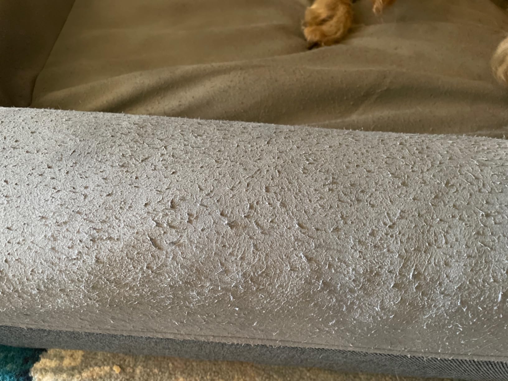 Casper Dog Bed, Plush Memory Foam, Large, Gray customer photo 2