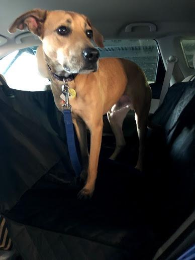 Black Standard Dog Car Hammock Back Seat Cover, Waterproof Backseat Cover Protector for Truck Bench Rear of Sedans or SUVs, Essential Pet Supplies Vacuum or Wipe Clean, Machine Washable customer photo 1