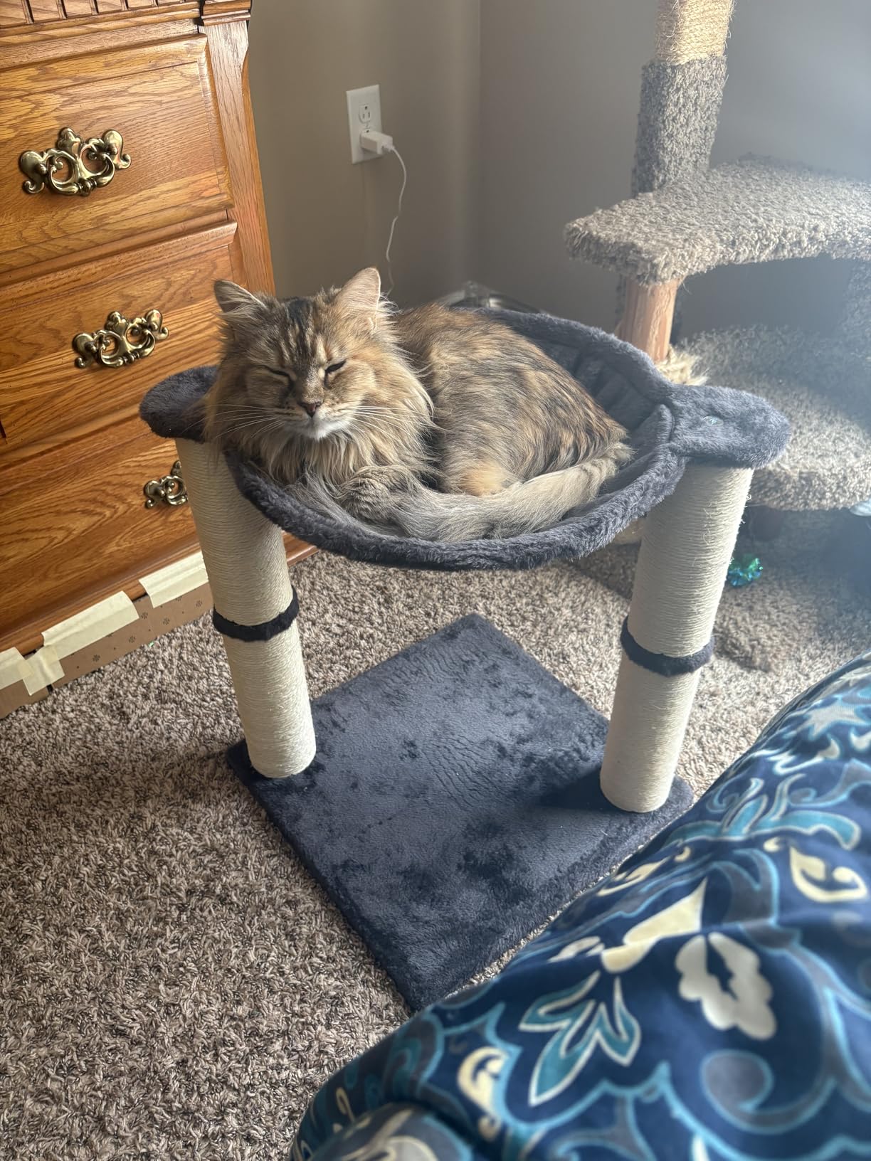 Amazon Basics Sturdy Cat Condo Tower with Hammock Bed and Scratching Posts, Interactive Hanging Ball Toy for Indoor Cats, 15.8