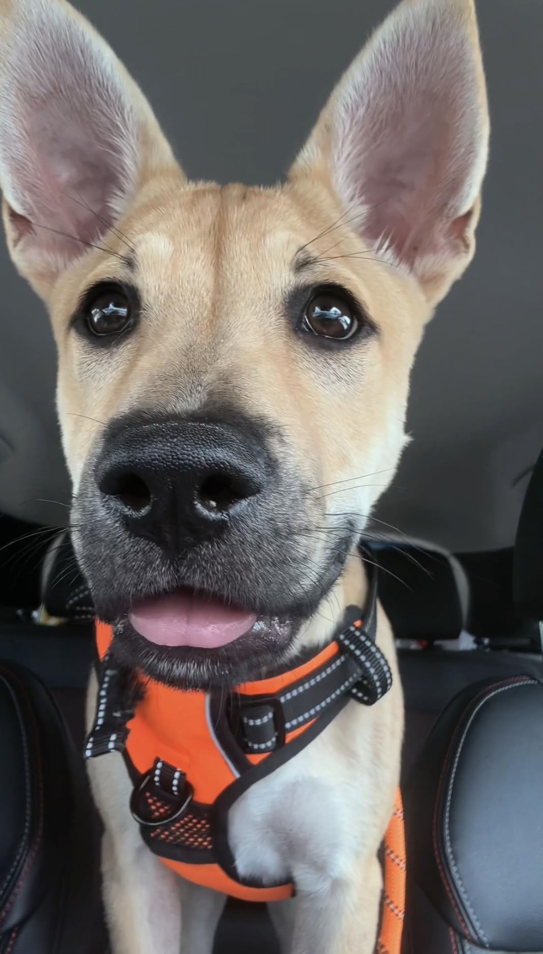 PHOEPET No Pull Dog Harness Medium Reflective Front Clip Vest with Handle | Adjustable 2 Metal Rings 3 Buckles, [Easy to Put on & Take Off] (M, Orange) customer photo 1