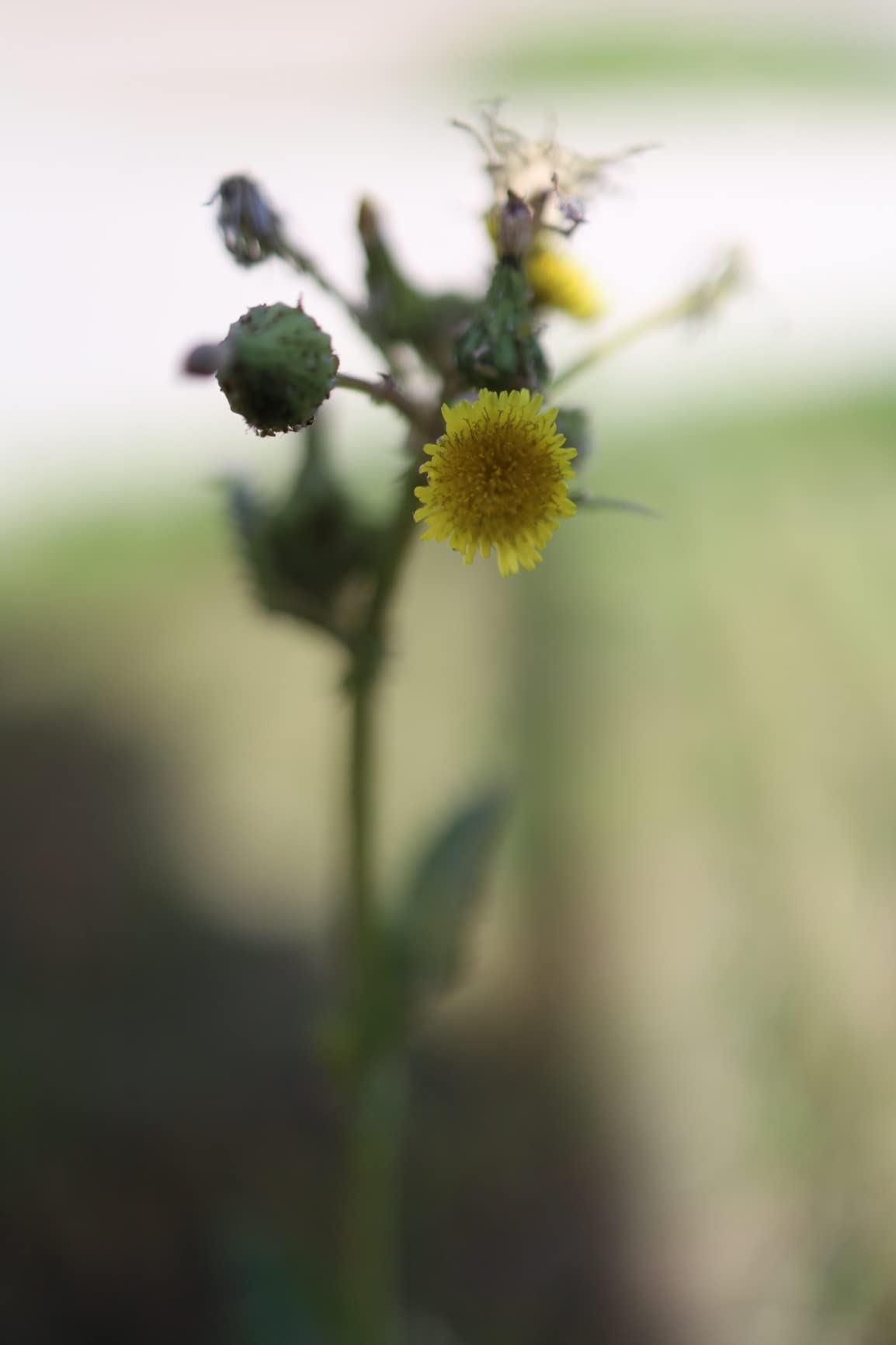 Canon RF35mm F1.8 IS Macro STM Lens customer photo 1