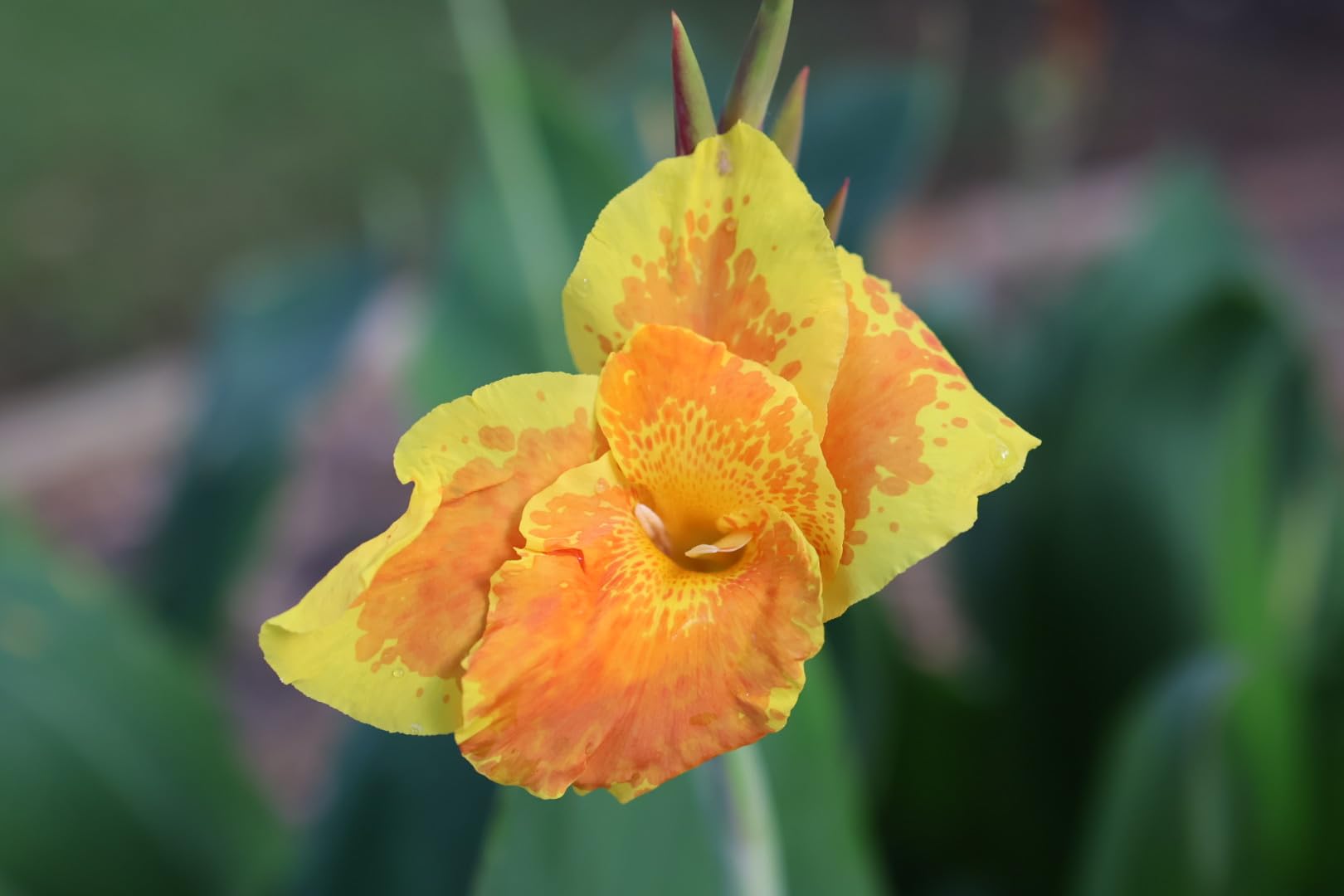 Canon RF35mm F1.8 IS Macro STM Lens customer photo 2