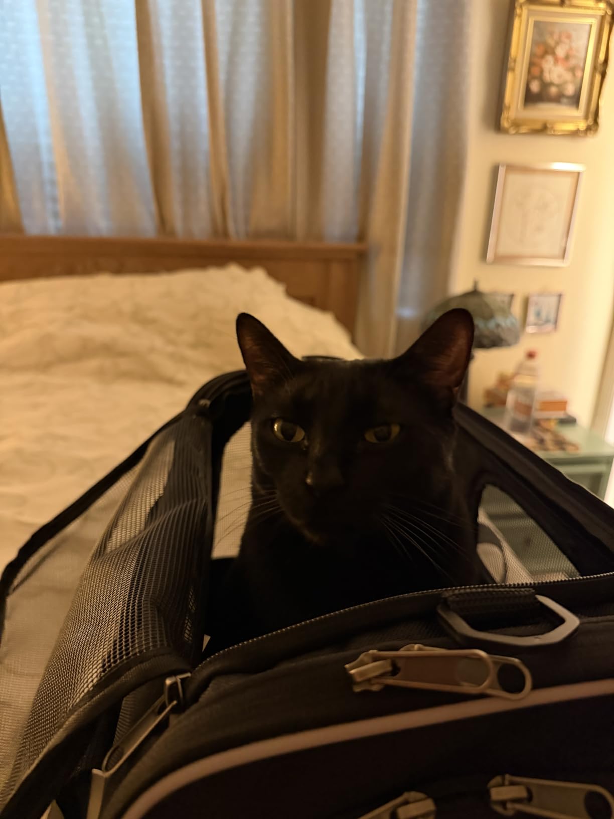 Morpilot Cat Carrier Soft for Large Medium Cats and Puppy up to 20lbs | with Dual-Sided Cushion, Secure Buckle and Foldable Bowl, Dog Carriers for Small Dogs - Pet Carrier (Dark Gray) customer photo 2