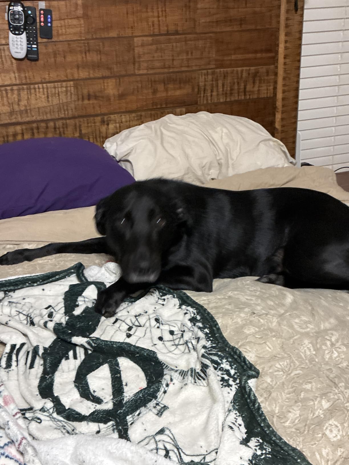 K9 Advantix II XL Dog Vet-Recommended Flea, Tick & Mosquito Treatment & Prevention | Dogs Over 55 lbs. | 1-Mo Supply customer photo 1