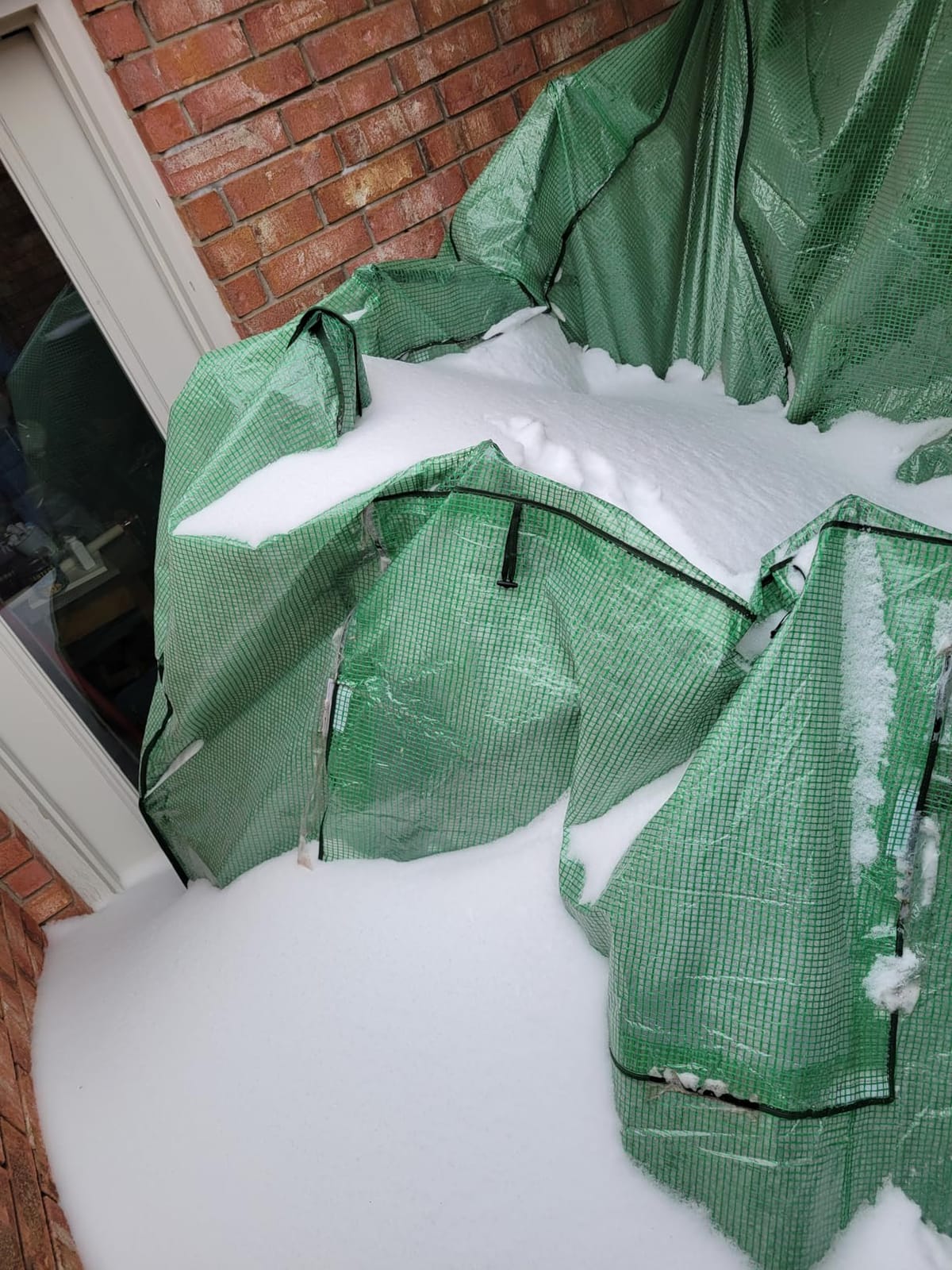EAGLE PEAK 8x6 Easy Setup Pop Up Greenhouse, Clear/Green, Walk-In Greenhouses for Outdoors, Roll-Up Doors & Mesh Windows, One Person Setup customer photo 1