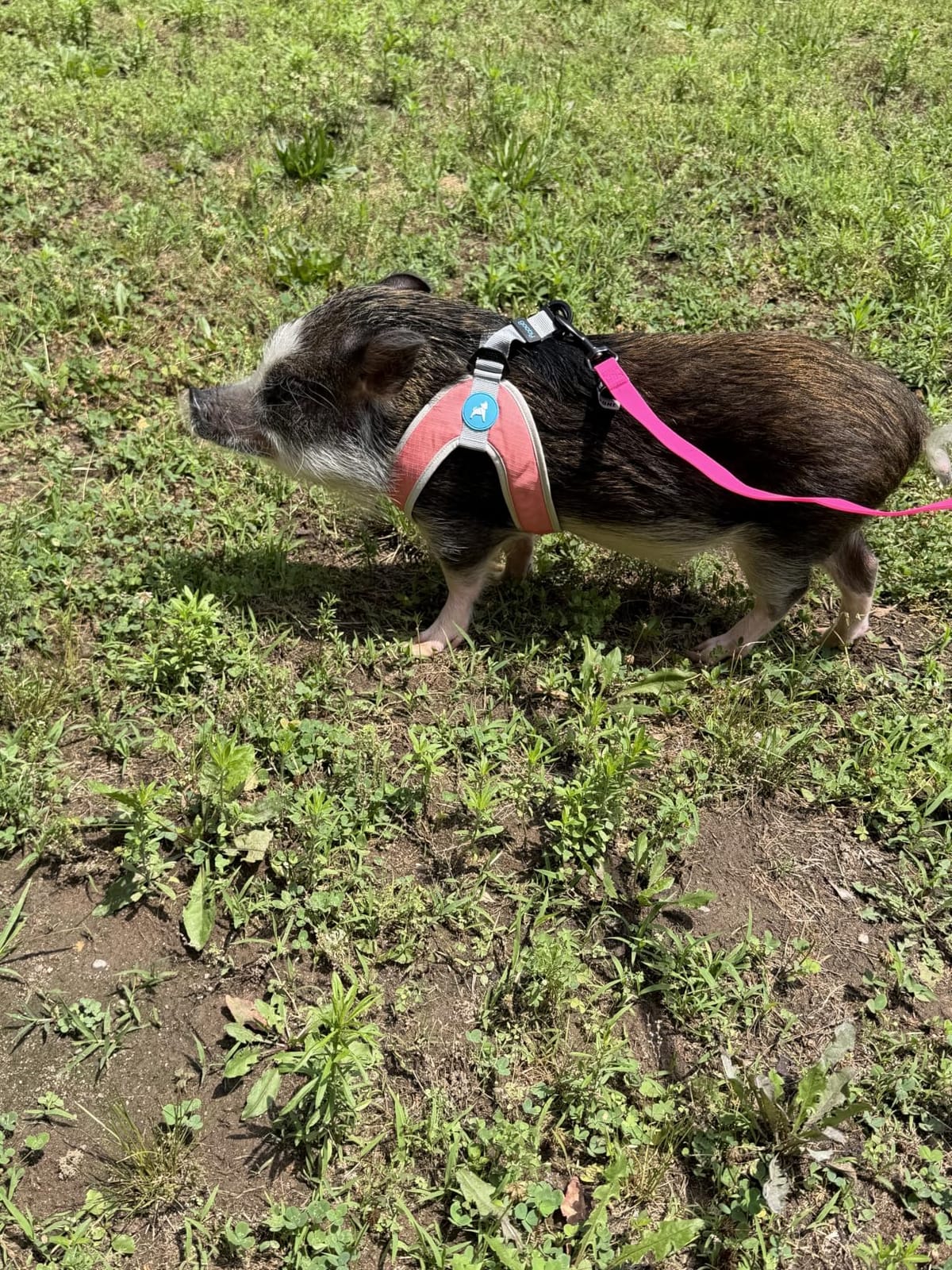 Gooby Simple Step-in III Dog Harness, Pink, Medium | Slide-to-fit chest strap; Breathable inner mesh; Scratch-resistant outer; Quick-release buckle; Durable POM leash ring customer photo 2