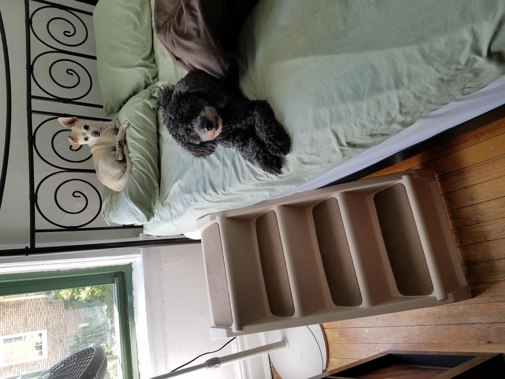 PetSafe CozyUp Folding Dog Stairs, Portable Indoor/Outdoor Pet Steps for Bed, Couch & Car, Grey, 25 Inch | Portable & Foldable 4-Step Stairs, Non-Skid Feet, Side Rails, Dog Steps for Bed, for Dogs up to 200 Lb customer photo 2