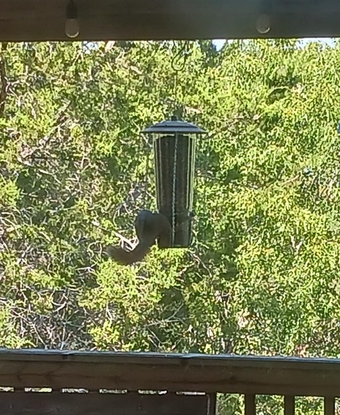 Perky-Pet Squirrel-Be-Gone Max Bird Feeder, (4) Flexport Feeding Stations | Squirrel-Proof Metal Hanging Feeder for Outdoors, Weight-Activated Ladder-Style Perches, 4lb Seed Capacity, 334-1SR customer photo 1