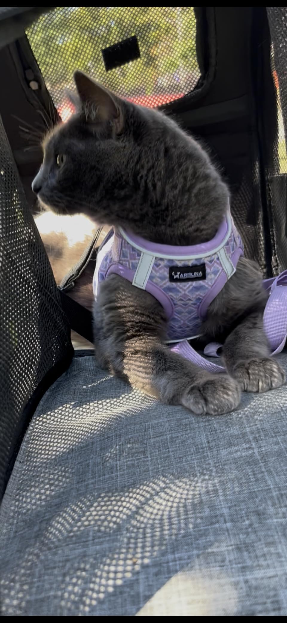 pecute Cat Backpack Expandable, Cat Carrier Backpack with Breathable Window customer photo 2