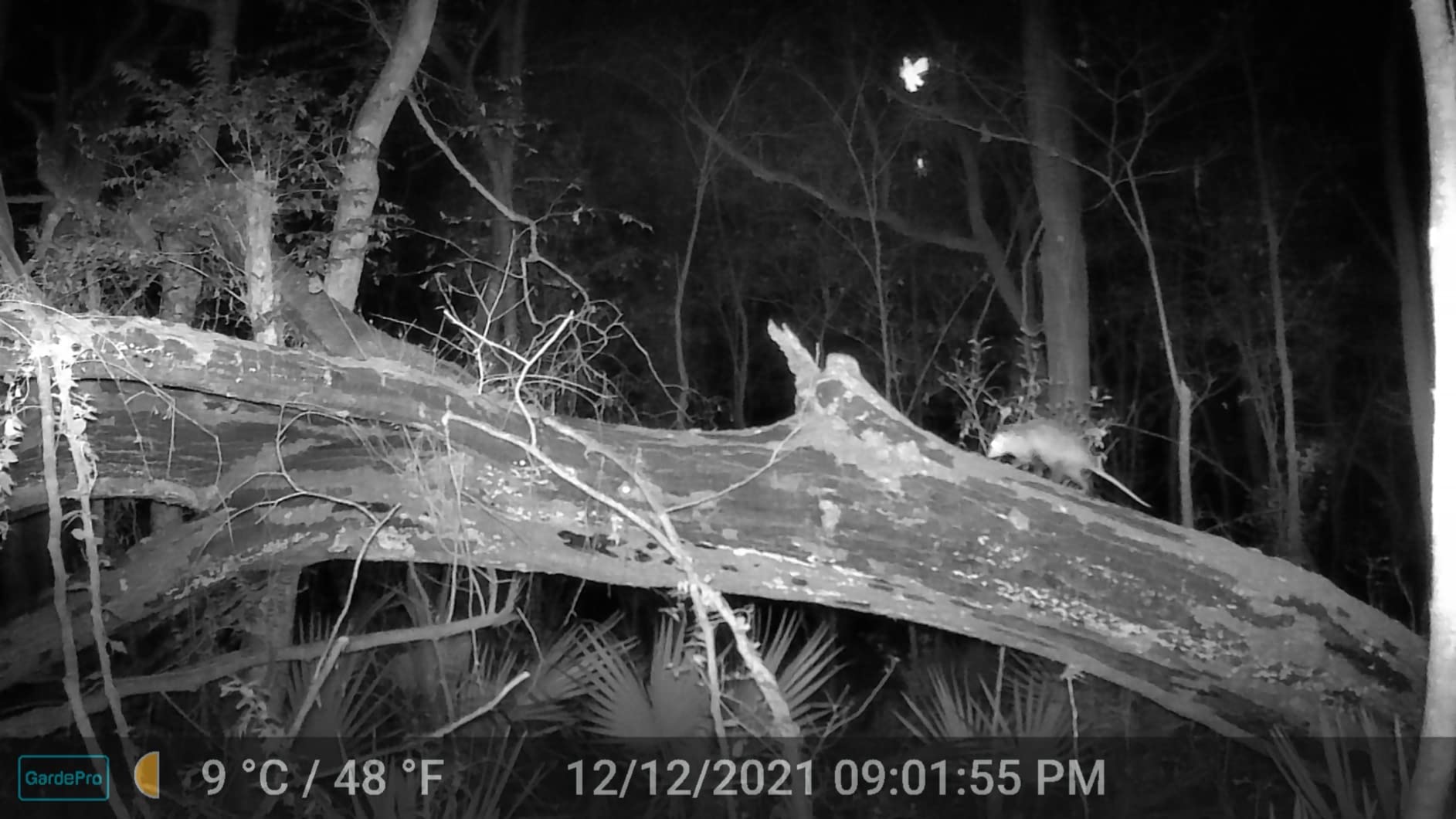 GardePro A3S Trail Camera, 64MP Photo, 1296P HD Video with Sound, 0.1s Trigger, 100ft No-Glow Night Vision, Motion Activated, Non-Cellular, Non-WiFi customer photo 2