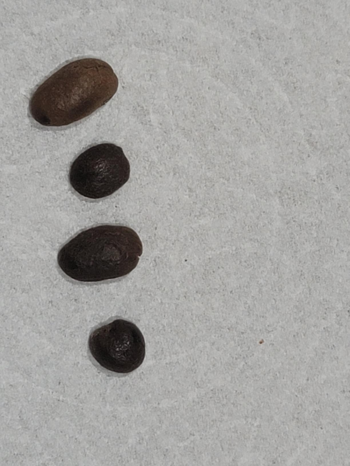 1LB. 100% Hawaii Hawaiian Kona Extra Fancy GREEN UNROASTED Coffee customer photo 2
