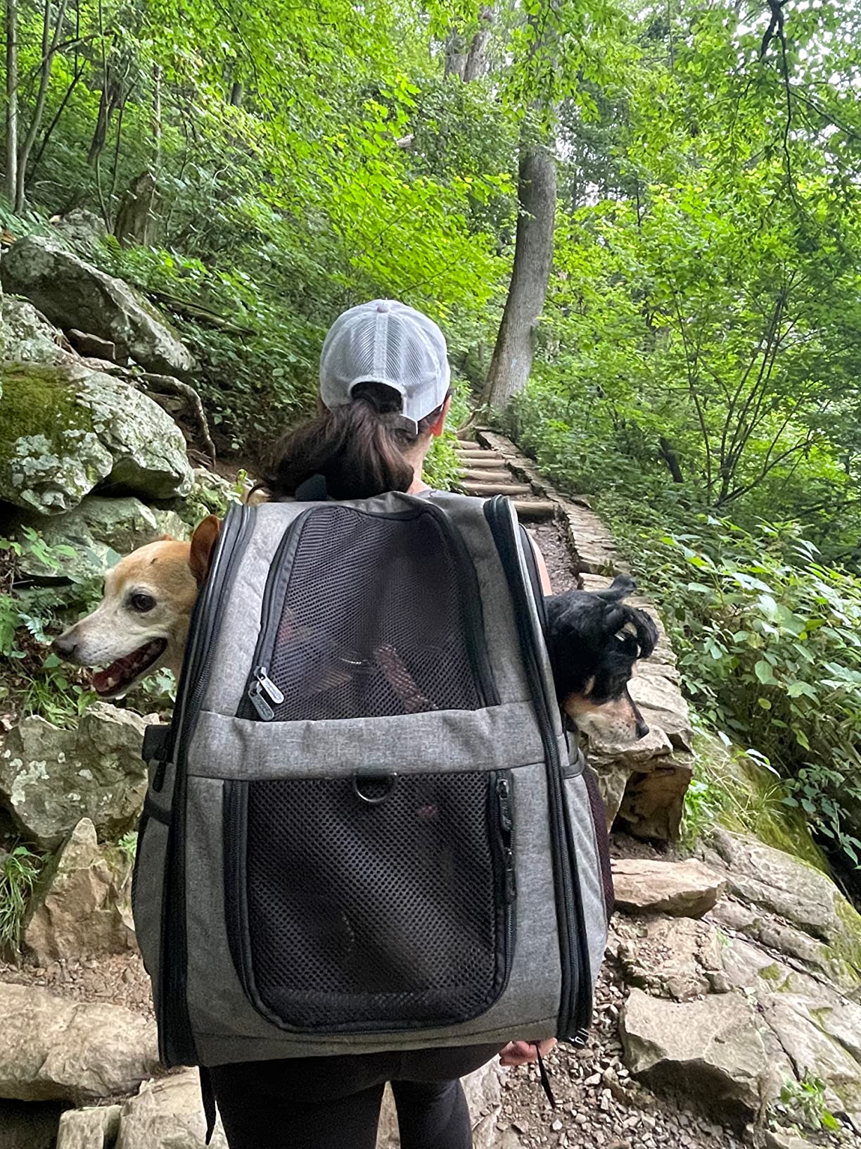 Apollo Walker Cat Carrier Backpack for Small Dogs and Cats Up to 18 lb customer photo 2
