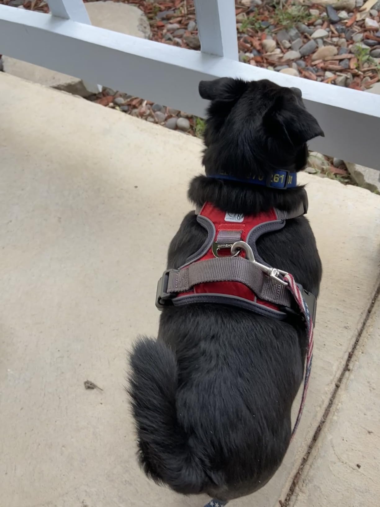 Embark No Pull Dog Harness, Reflective Adjustable Training Vest, No Choke | Adjustable straps fit all dog breeds with sturdy hooks; 360° reflective trim, soft padded Harness Design for All Dogs customer photo 1