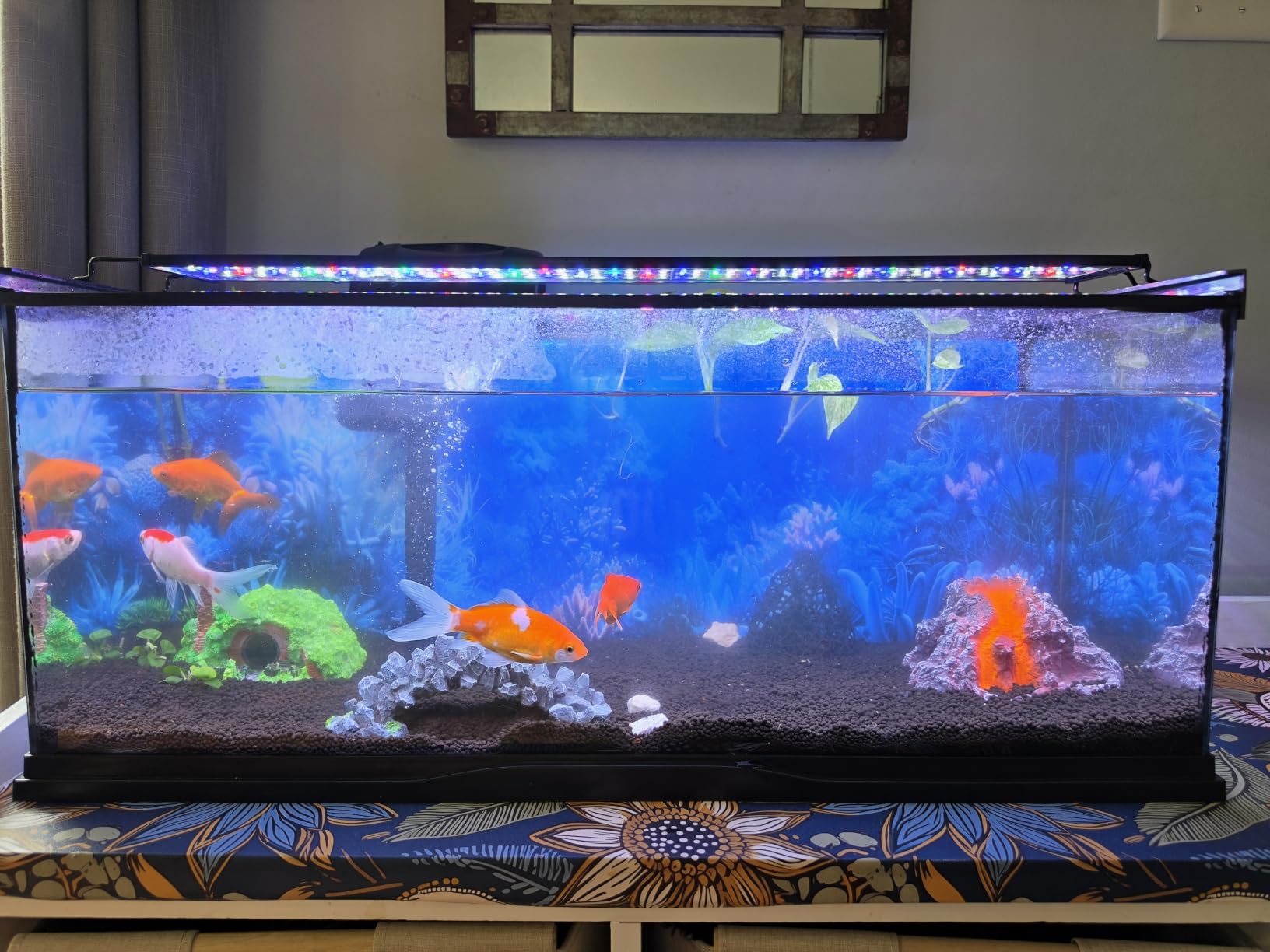 hygger Advanced LED Aquarium Light with Timer, 24/7 Lighting Cycle & DIY Mode, Full Spectrum Fish Tank Light for 30-36 in Freshwater Planted Tank customer photo 2
