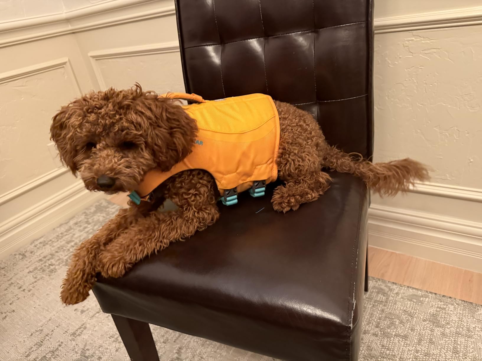 Ruffwear Float Coat Dog Life Jacket, Wave Orange, Small customer photo 1