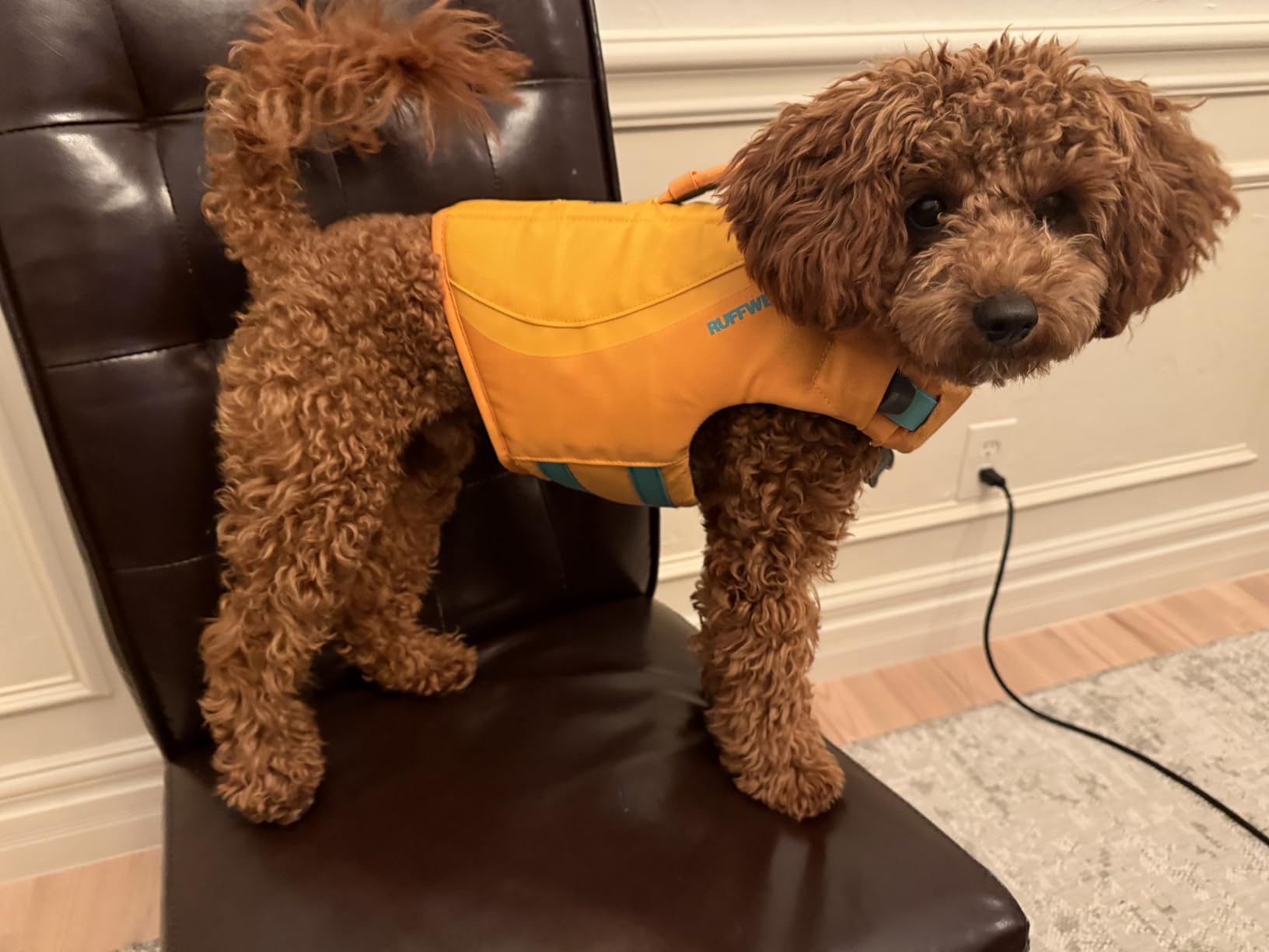 Ruffwear Float Coat Dog Life Jacket, Wave Orange, Small customer photo 2