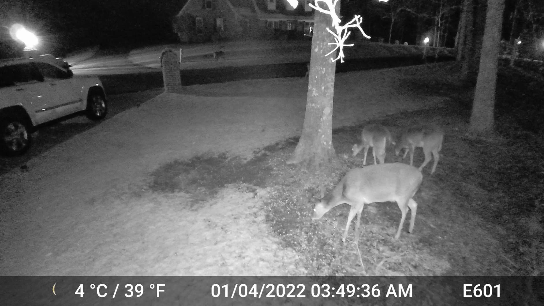 GardePro E6 WiFi Trail Camera (Non-Cellular), Stable WiFi with External Antenna, 64MP 1296P HD, No-Glow Night Vision, Motion Activated customer photo 1