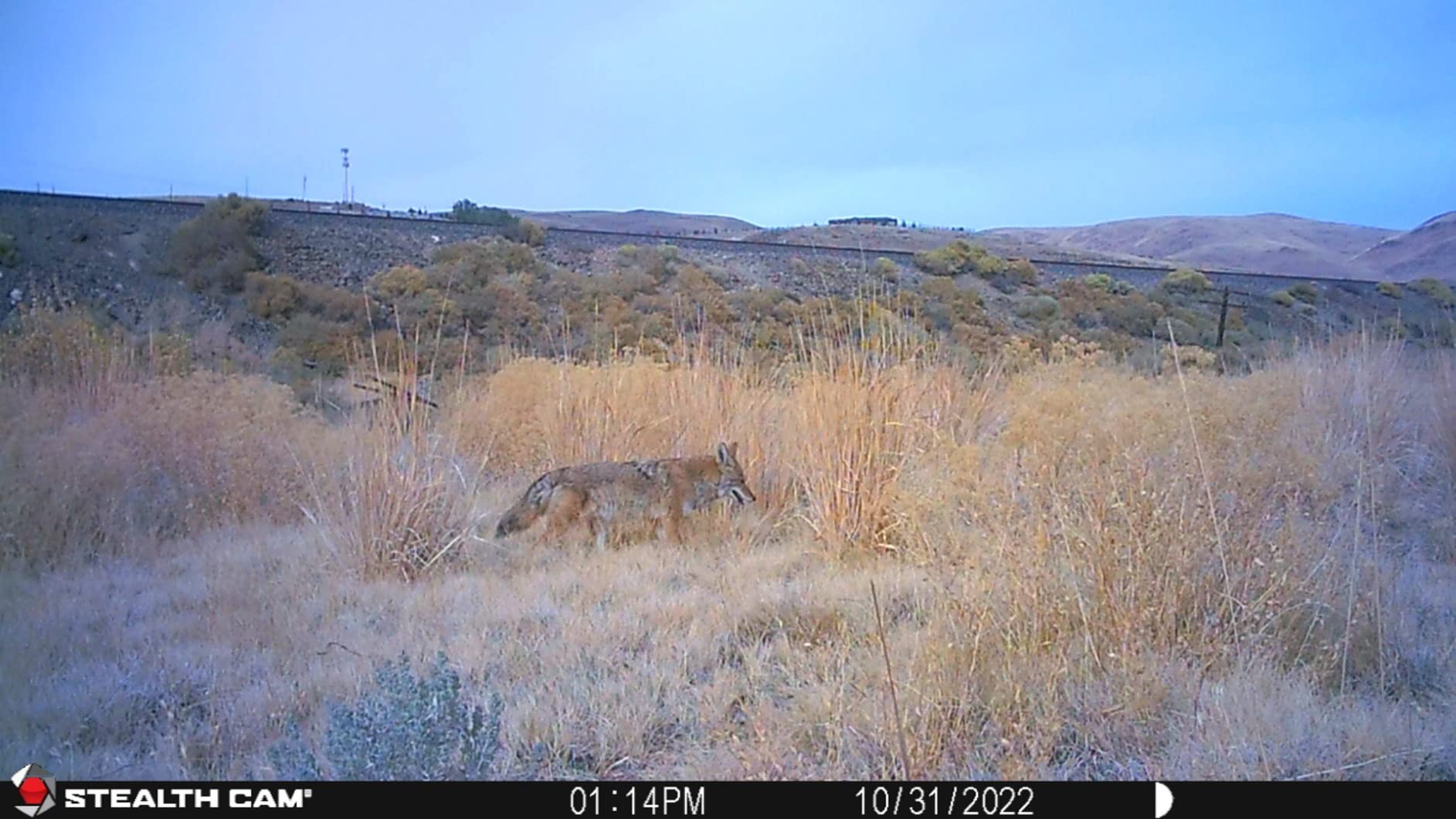 Browtine 16MP 60ft Infra-red Detection Range | Burst Mode 480 Video at 30FPS customer photo 1
