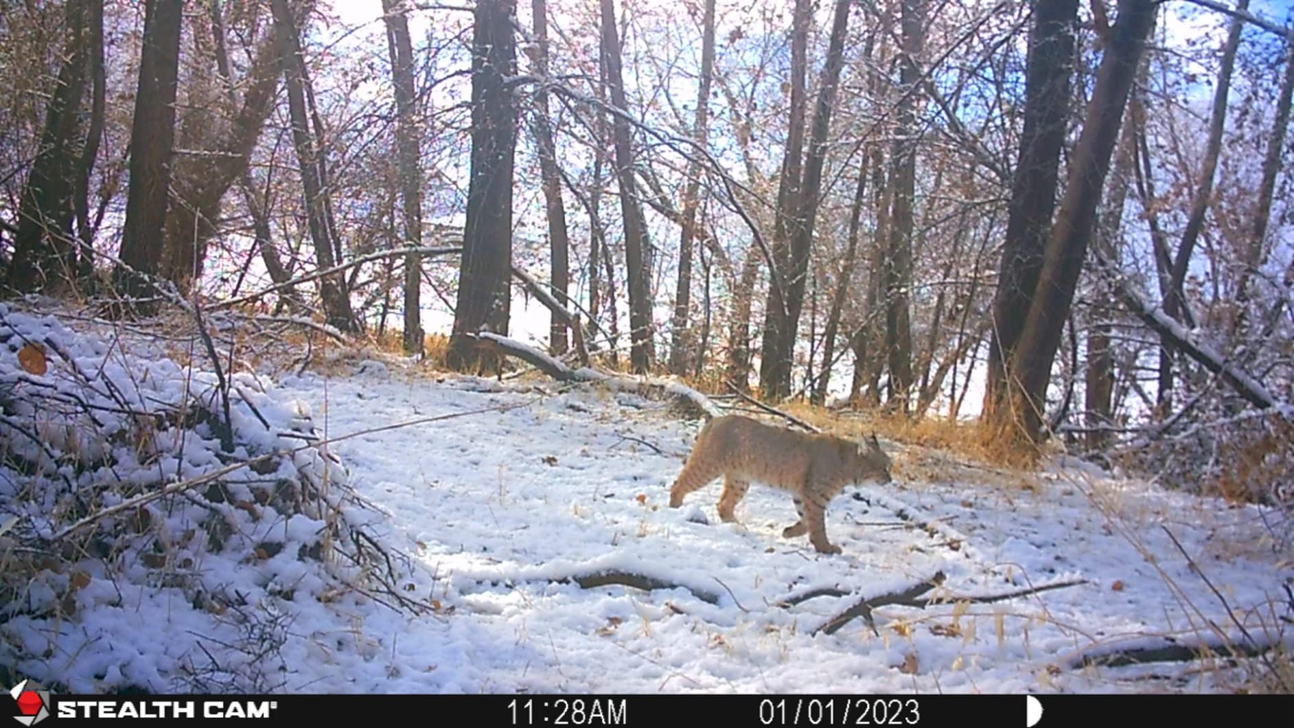 Browtine 16MP 60ft Infra-red Detection Range | Burst Mode 480 Video at 30FPS customer photo 2