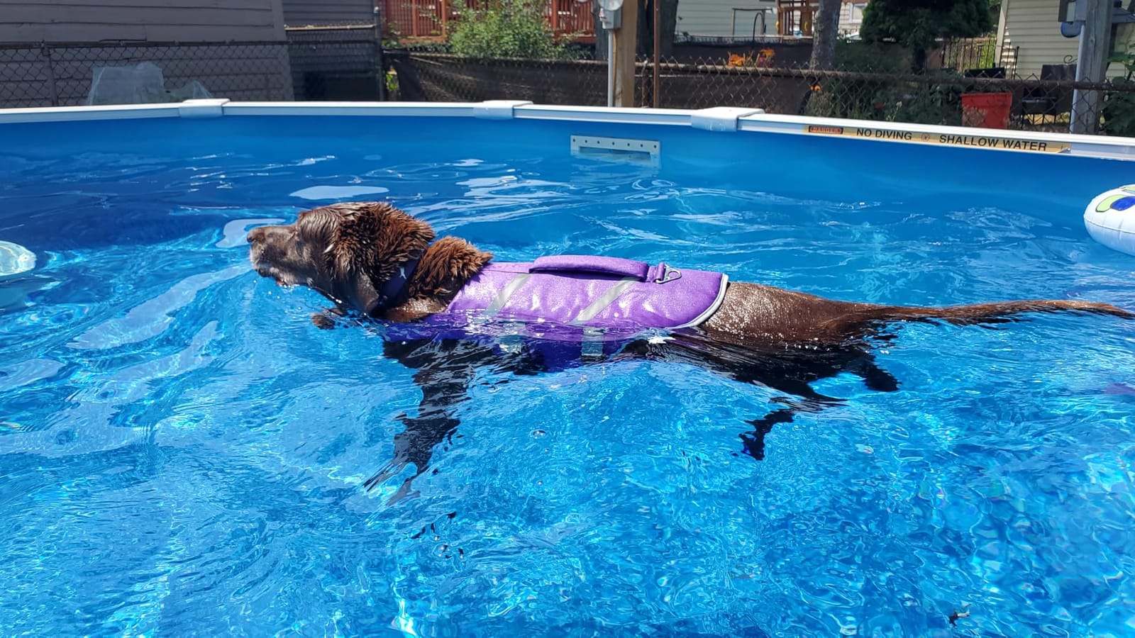 Kuoser Reflective Dog Life Jacket, Dog Life Vest for Swimming Boating | Adjustable Pet Lifejackets, High Flotation Doggie Swimsuit with Rescue Handle for Small Medium Large Dogs customer photo 2