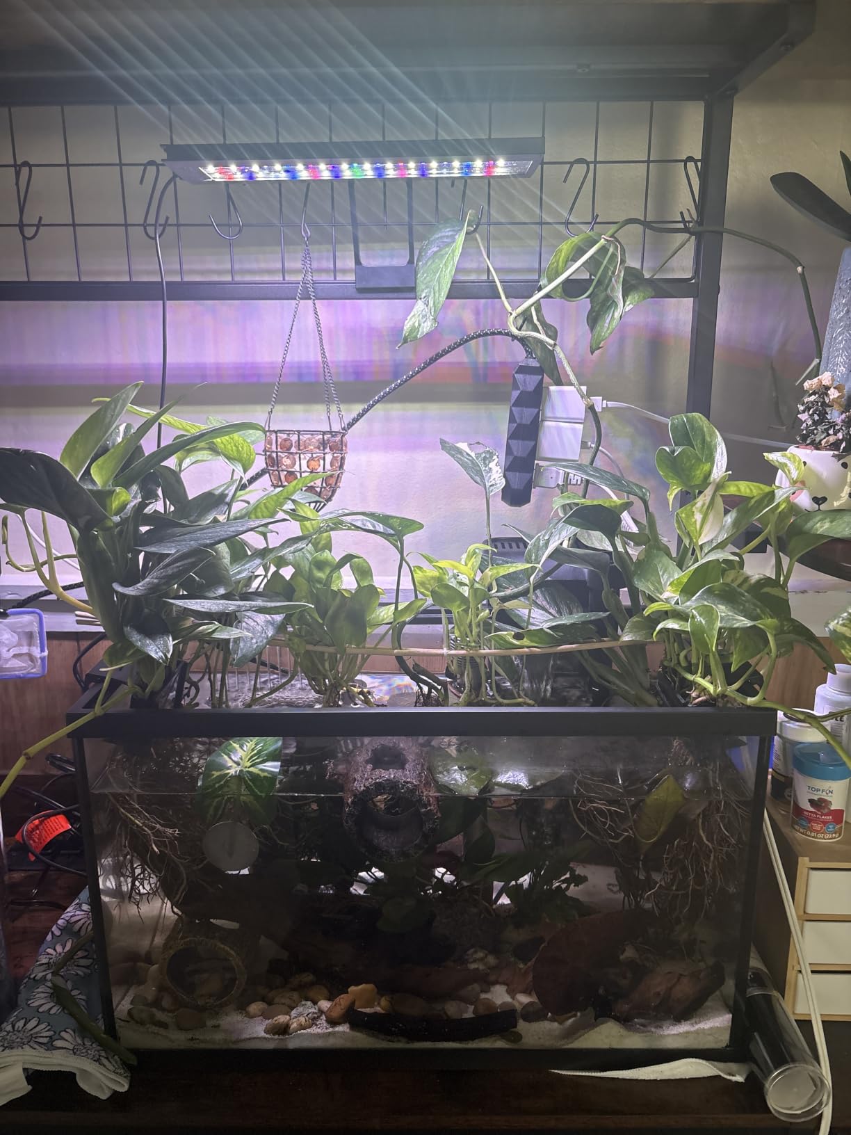 hygger Clip On 24/7 Lighting Aquarium LED Light, Sunrise-Daylight-Moonlight and DIY Mode, Adjustable Timer/Brightness Fish Tank Light with 7 Colors for Planted Tank (14W for 12~20in Tank) customer photo 1