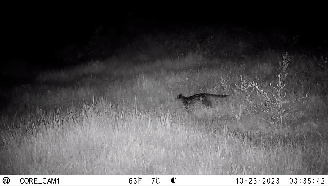 Bushnell No Glow Trail Camera CORE S-4K, 4K Video, 1.5