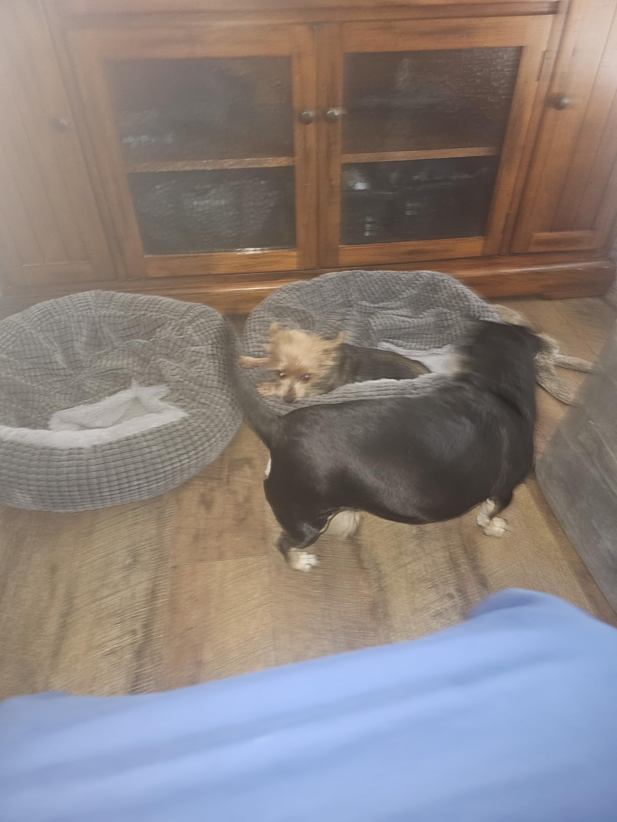 Small Dog Bed with Attached Blanket, Cozy Donut Cuddler Anti-Anxiety Hooded Pet Beds Calming Cave Bed. Orthopedic Round Puppy Beds for Dogs or Cats Washable, Anti-Slip Bottom, 23inch customer photo 2