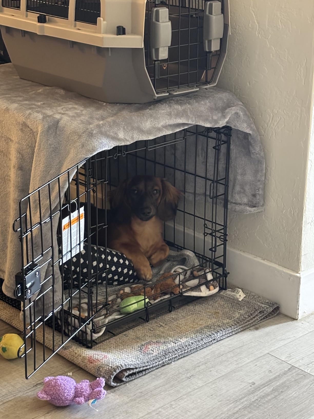 Amazon Basics Portable, Foldable Metal Wire Dog Crate with Removable Tray, Divider Panel, Easy to Assemble, for Large Dogs, 48 x 30 x 32.5 in, Black customer photo 1