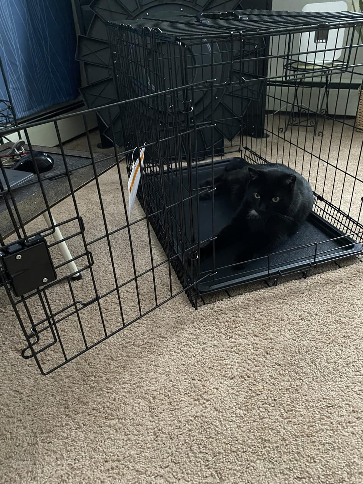 Amazon Basics Durable, Foldable Metal Wire Dog Crate with Removable Tray, Single Door, Divider Panel, 42 x 28 x 30 in, Black customer photo 2