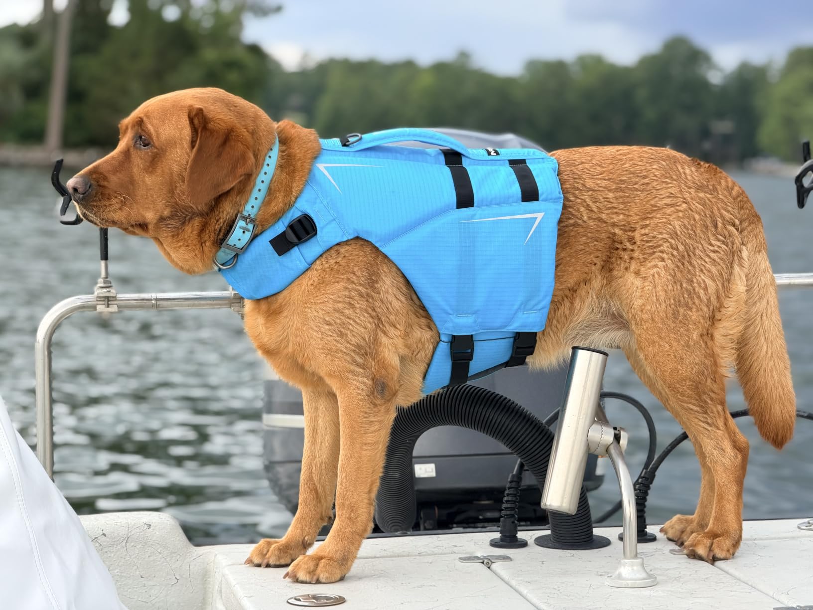 NRS CFD Dog Life Jacket customer photo 2