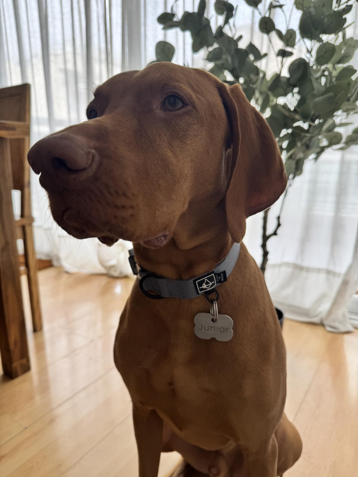 MADE TO ROAM Explorer Dog Collar | Heavy Duty Nylon & Durable Metal Buckle | Premium adjustable collar with rust-resistant hardware. Fits small to large dogs. 15 colors. Matching leash & harness customer photo 2