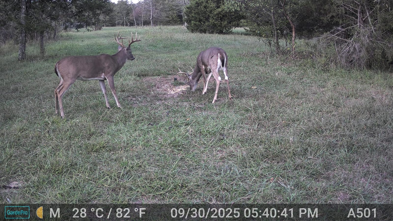 GardePro E5S Trail Camera, 64MP Photo & 1296P HD Video customer photo 1