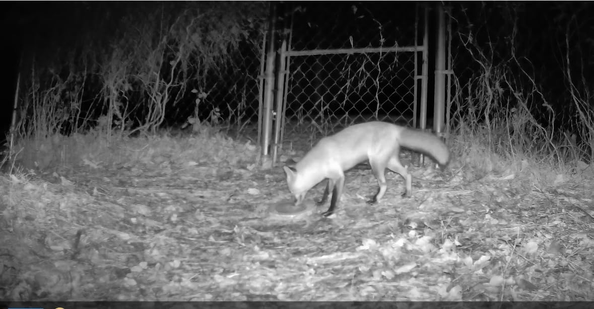GardePro E5S Trail Camera, 64MP Photo & 1296P HD Video customer photo 2