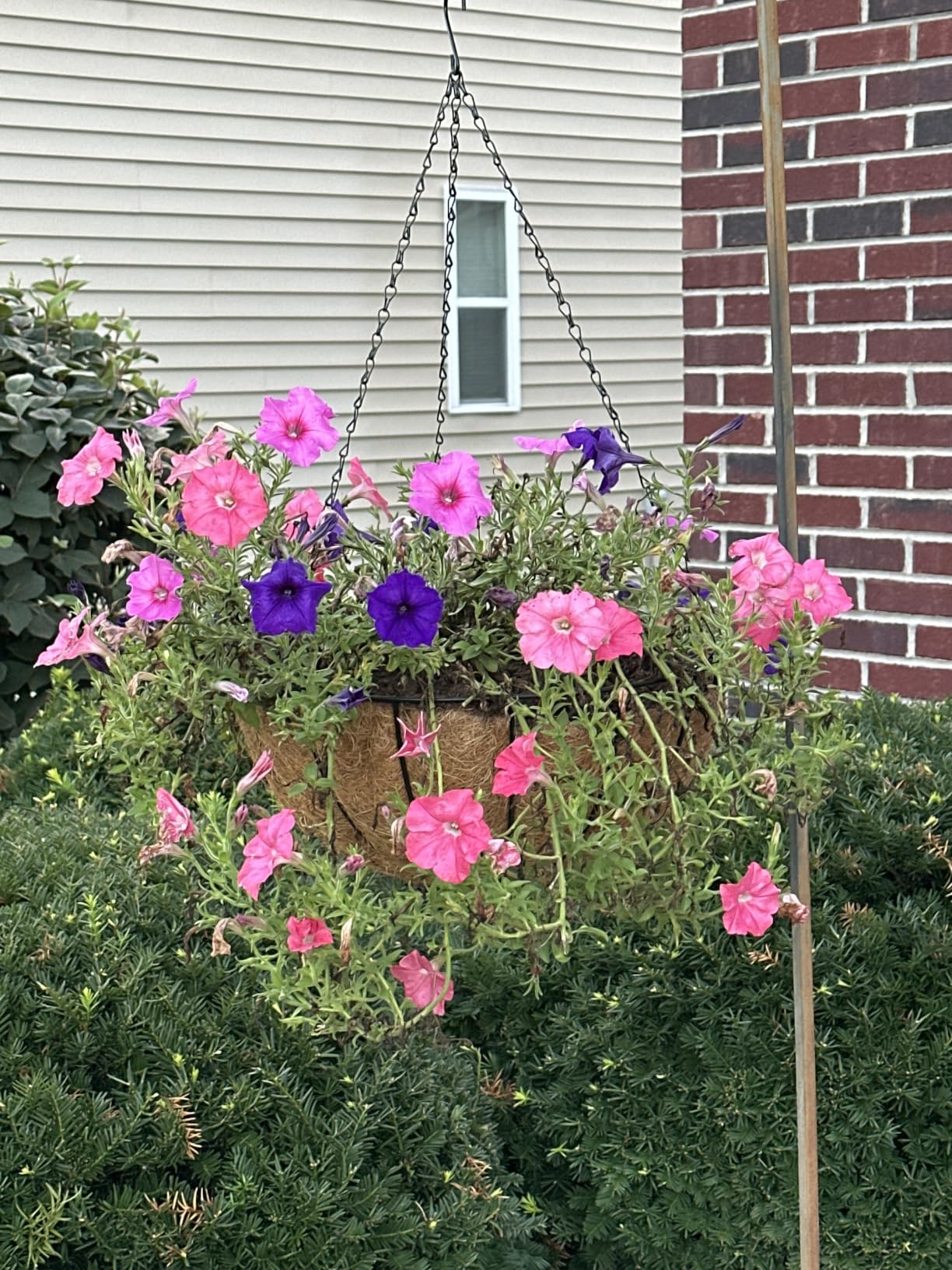 ZeeDix 2 Pack 14 Inch Hanging Baskets for Plants Outdoor, Metal Wire Round Planters with Coco Liner, Hanging Flower Baskets for Home Garden Porch Balcony Railings Decor customer photo 1