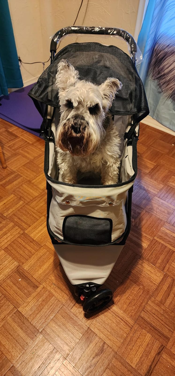 Carlson Pet Products Stroller, Includes 360 Degree Front Wheel Swivel, Rear Wheel Breaks, Reflective Trim, Mesh Panels, Umbrella and Mesh Canopy, Khaki customer photo 2