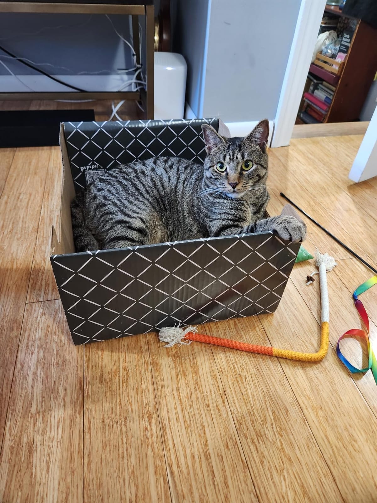 Hide & Scratch Cardboard Cat Scratcher Box & Bed Dark Grey Diamond Pad customer photo 1