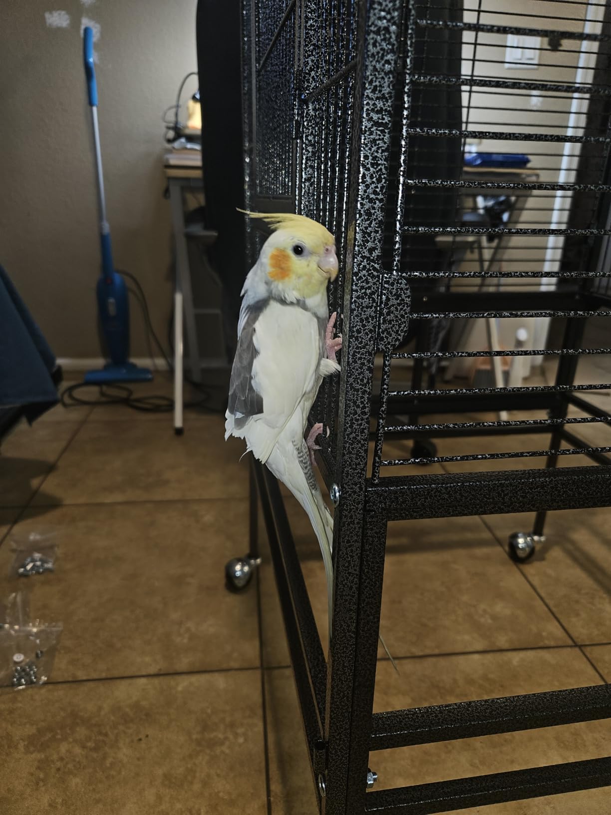 82 Inch Bird Cage, BOINN Bird Flight Cages with Rolling Stand & Bottom Tray, Wrought Iron Parrot Cage with PlayTop for Parakeet, Lovebirds, Ringneck, Cockatiels customer photo 2