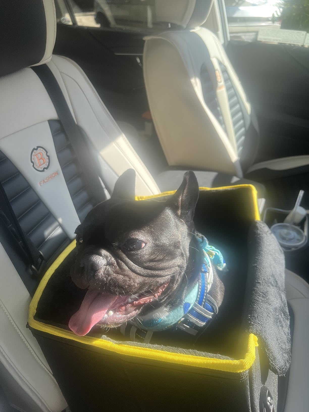 PETSFIT Dog Car Seats for Small Dogs - Patented Safety Buckles - Safety Tether - Foldable Travel Dog Booster Car Seat Reduces Anxiety & Road Trips - Stable Frame, Soft Cushion, Fits Front/Back Seat customer photo 1