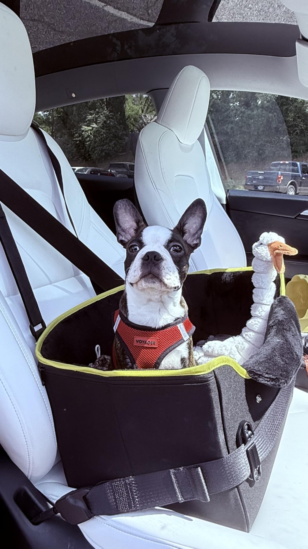 PETSFIT Dog Car Seats for Small Dogs - Patented Safety Buckles - Safety Tether - Foldable Travel Dog Booster Car Seat Reduces Anxiety & Road Trips - Stable Frame, Soft Cushion, Fits Front/Back Seat customer photo 2