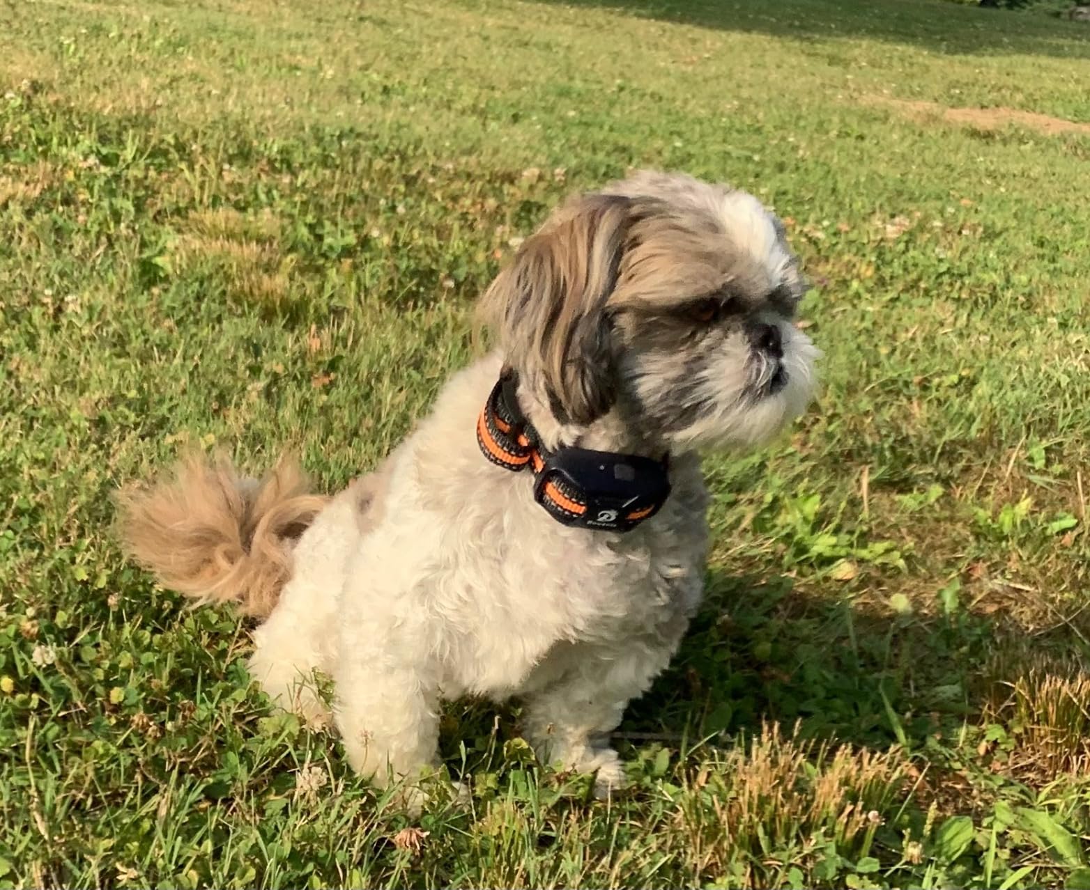 Bousnic Dog Shock Collar - 3300Ft Dog Training Collar with Remote for 5-120lbs Small Medium Large Dogs Rechargeable Waterproof e Collar with Beep (1-8), Vibration(1-16), Safe Shock (1-99) (Orange) customer photo 1