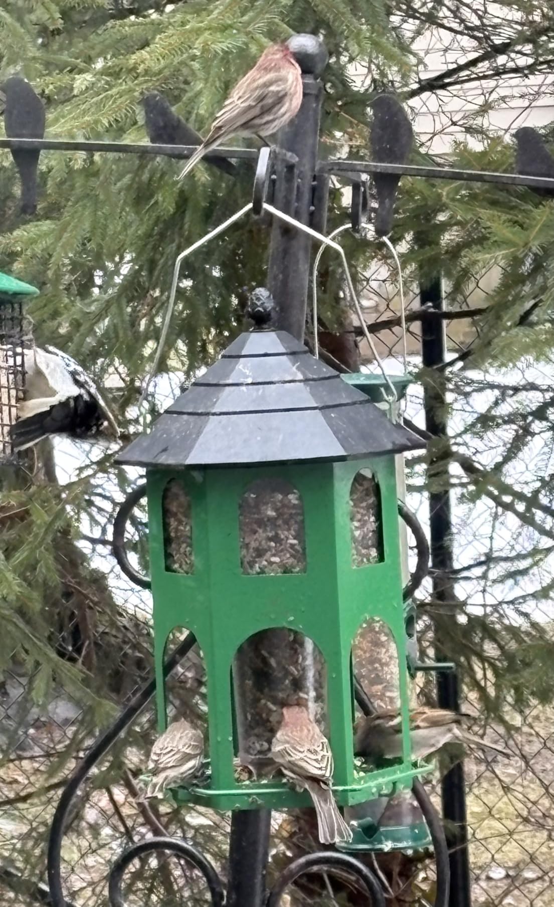 Kingsyard Metal Bird Feeder for Outdoor Hanging, Wild Bird Feeders with Circular Perch, Easy to Clean & Refill, 4 lbs Large Seed Capacity, Red customer photo 1