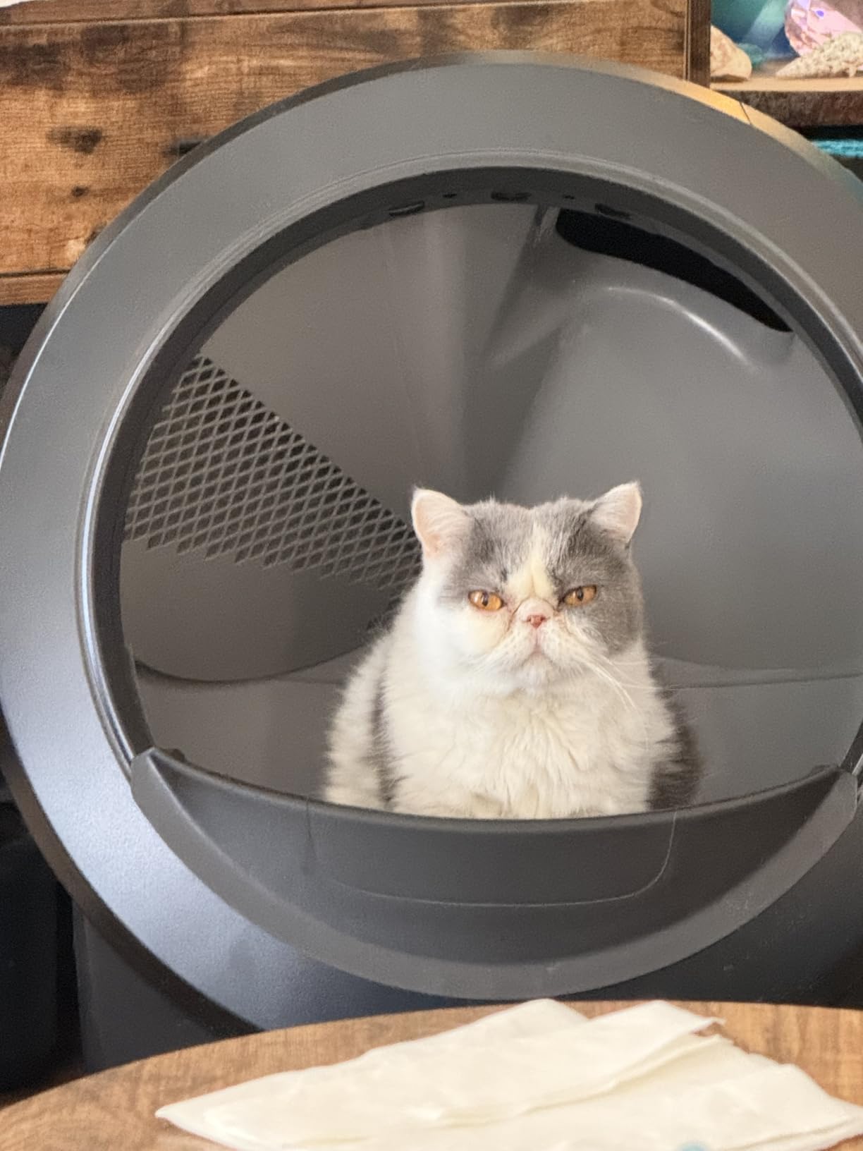 Litter-Robot 4 with Step & Fence by Whisker, Black - Automatic | Self-Cleaning Cat Litter Box, Helps Reduce Litter Box Odors, Never Scoop Again, Includes 1 Year of WhiskerCare customer photo 1