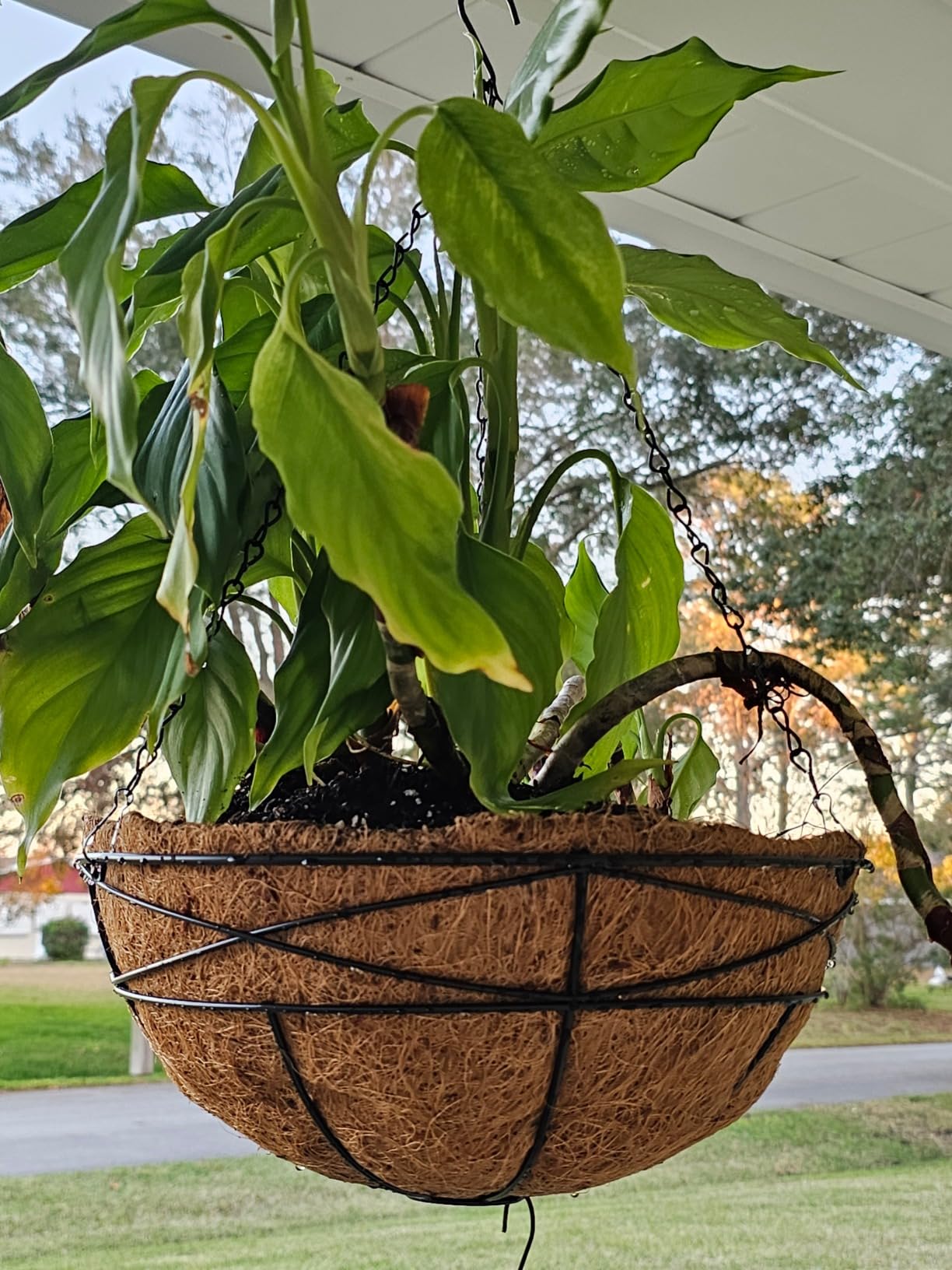 4 Pack 12 Inch Hanging Planters for Outdoor Plants Metal Watering Flower Baskets with Coco Liner for Outside Planting Plant Holder Pot for Home Garden Porch Balcony Railings Decor customer photo 2