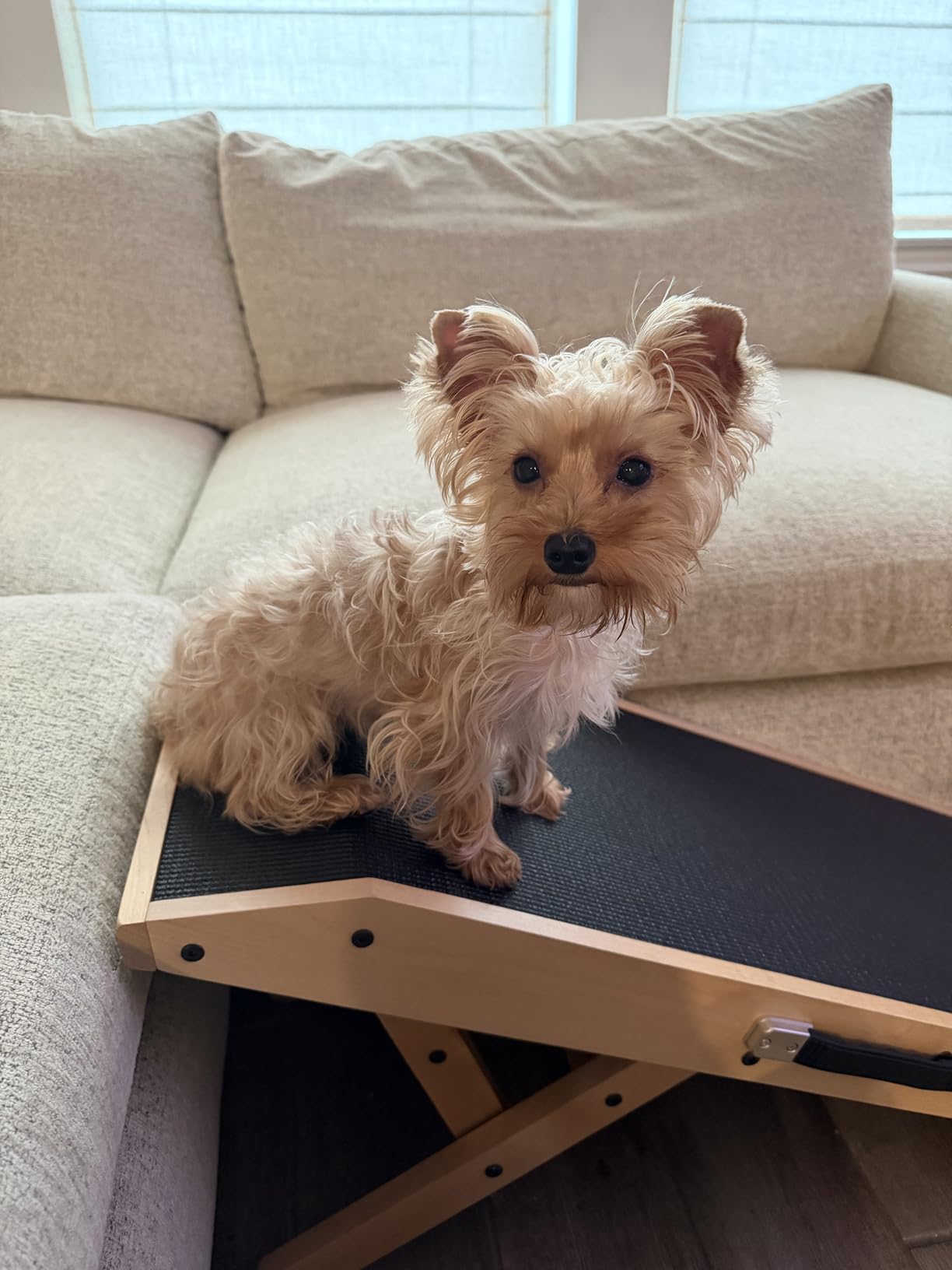 Dog Ramp for Couch - Non-Slip, Sturdy Build Foldable Wooden Dog Ramp - Supports up to 200 lbs - 7 Adjustable Heights (14-20.5) - Birchwood Pet Ramp for Small Dogs - Natural customer photo 1