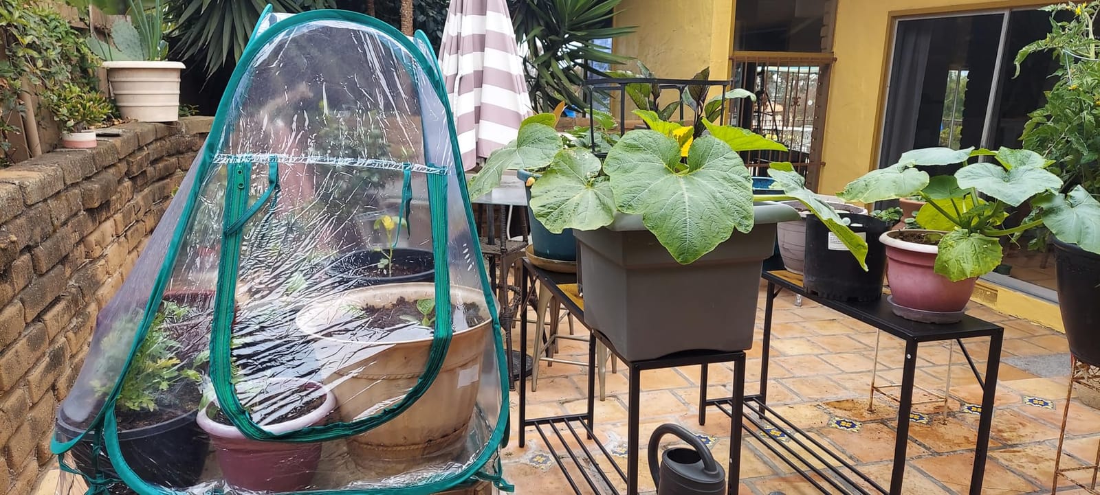 Lyellfe Pop Up Greenhouse Cover, PVC Mini Greenhouse with Nails, 28