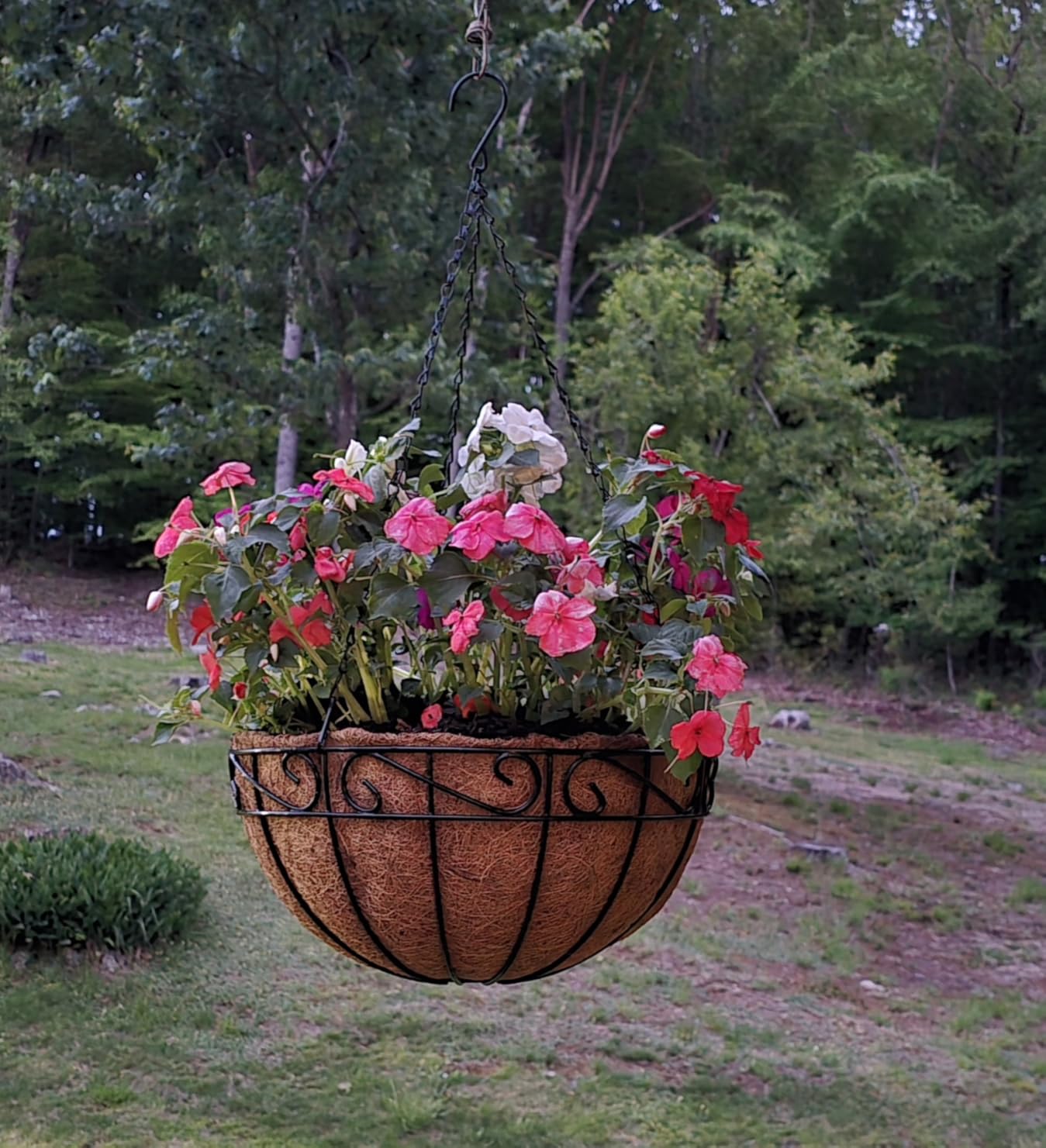 14 inch Metal Hanging Baskets For Plants Outdoor 4 Pack Round Metal Wire Hanging Basket Planter with Coco Fiber Liners Chain Round Wire Plant Holder for Garden, Patio, Deck, Porch Plants Flower Pots customer photo 1
