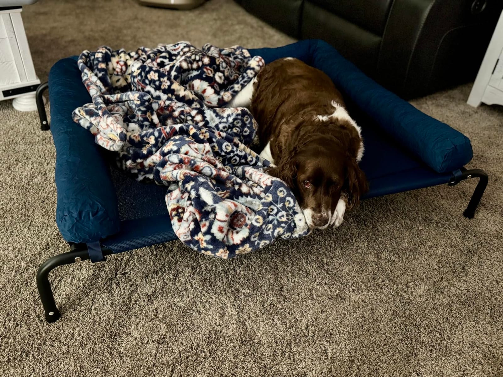 WESTERN HOME Cooling Elevated Dog Bed for Large Dogs, Outdoor Raised Dog Bed | Dogs Cot Portable Indoor, Raised with Breathable Mesh, Chew Proof Pet Hammock Cots, Removable and Waterproof Bolsters customer photo 1
