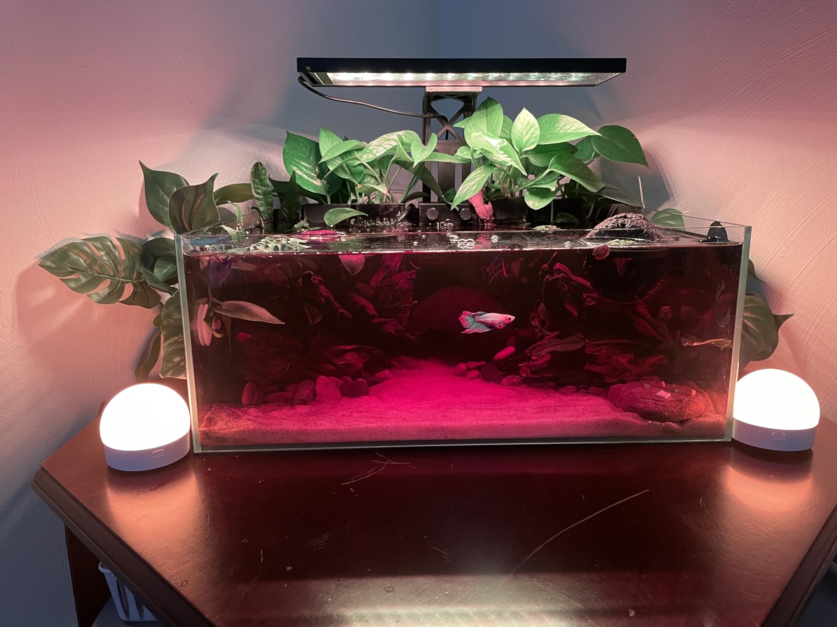Fzone 6.4 Gal Shallow Rimless Low Iron Fish Tank Nova Clear Ultra-White 45° Mitered Edges Translucent Glass Anata Series Aquarium w/Black Foam Leveling Mat customer photo 1