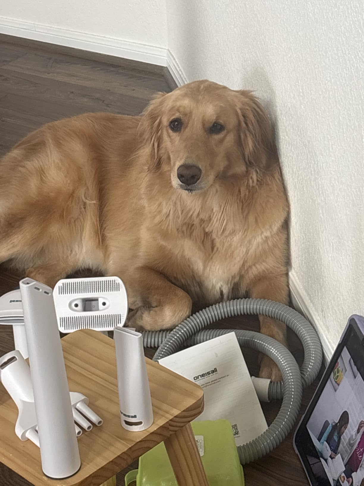 oneisall 8-in-1 Dog Grooming Vacuum & Dryer for Shedding/Drying/Trimming | Vacuum & Blower & Metal Blade Pet Clippers, Adjustable 7-Temp & 3 Air Levels, All-in-One Dog Grooming Kit, Storage bag customer photo 2